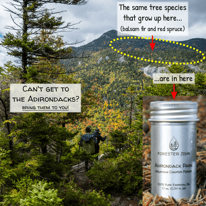 View of Adirondack forest in mountains with Forester John Essential Oil bottle.
