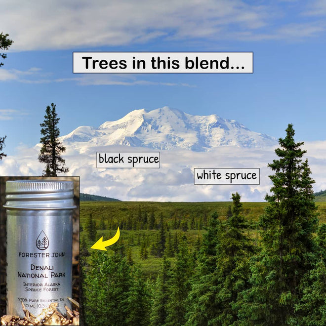 Spruce essential oil blend in front with Mt. Denali in the background. Trees in this blend are black spruce and white spruce.