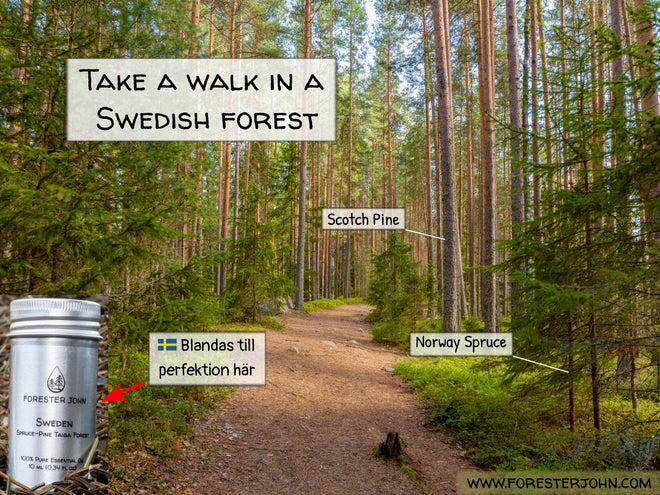Forester John image of Sweden essential oil forest. Take a walk down forest path. 
