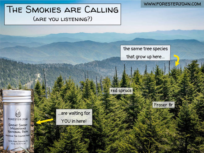 Great Smoky Mountains National Park forest scent by Forester John. Poster view. 
