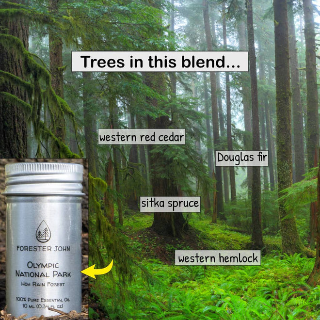Bottle of Hoh Rain Forest essential oil with Olympic National Park forest in the backgroud. Trees in this blend include western red cedar, Douglas fir, Sitka spruce, and western hemlock.  