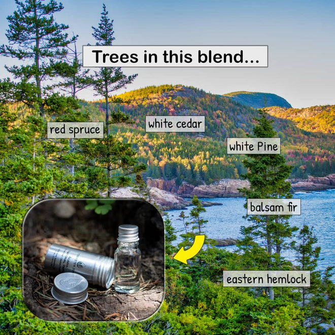 Woodsy essential oil blend from Acadia National Park. Image of bottle with Acadia landscape in the background. List of forest essential oil ingreditents: red spruce, white cedar, white pine, balsam fir, and eastern hemlock.